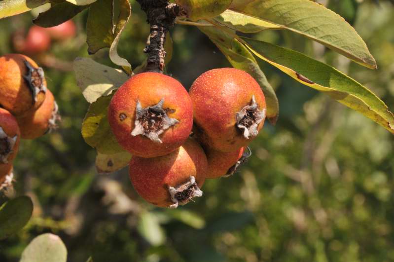 Albero dalle meline rosse - Pyrus pyraster